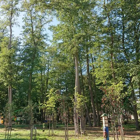 Silver * 미에드지보드지