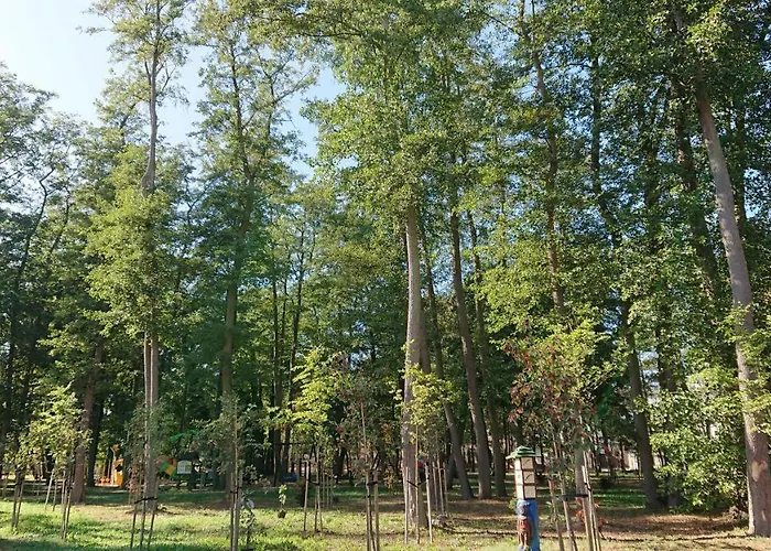 Silver * Międzywodzie